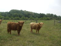 Highland Cattle dans un marais clôturé en Hi-tensile