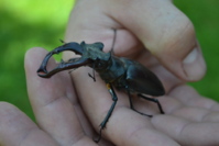 Pourquoi Lucane ? Pourquoi Lucane ?