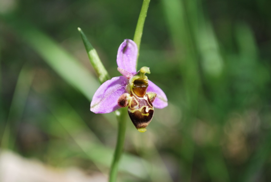 Inventaires naturalistes