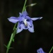 Flore