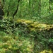Paysage