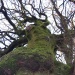 Arbre