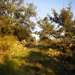 Coteau calcaire