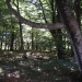 Forêt