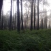 Forêt de pins