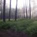 Forêt de pins